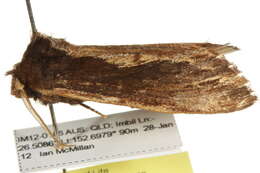 Image of Hylaeora capucina Felder 1874