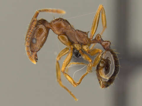 Image of Aphaenogaster occidentalis (Emery 1895)