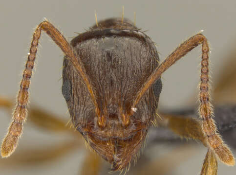 Image of Aphaenogaster occidentalis (Emery 1895)