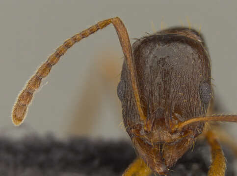 Image of Aphaenogaster occidentalis (Emery 1895)