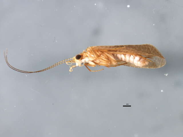 Image of Hydropsyche (Hydropsyche) gemellata Mey 1998