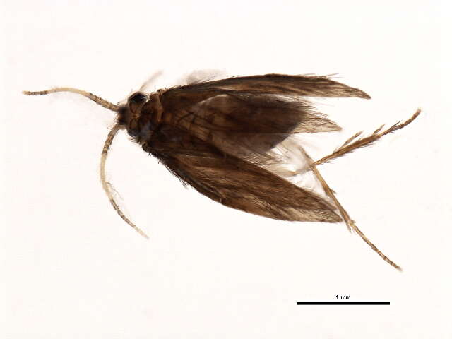 Image of Orthotrichia Cjg