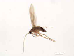 Image of Psychomyia zimmermanni Malicky 1993