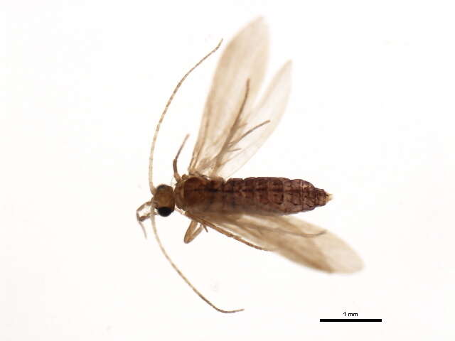 Image of Psychomyia zimmermanni Malicky 1993