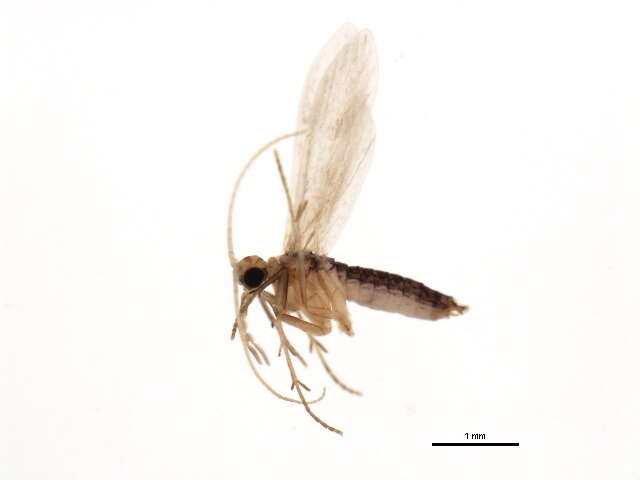 Image of Psychomyia zimmermanni Malicky 1993