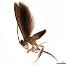 Image of Scelotrichia