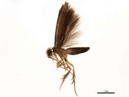 Image of Scelotrichia Cjg