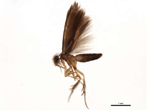 Scelotrichia Cjg resmi