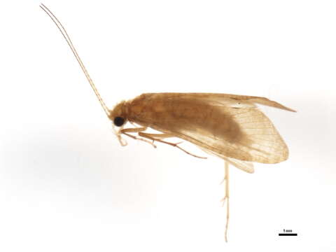 Image of Hydropsyche (Hydropsyche) gemellata Mey 1998