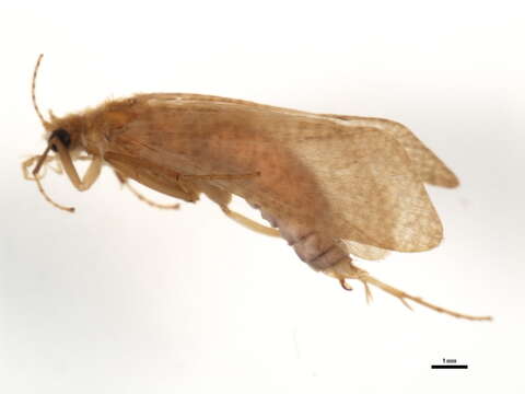 Image of Hydropsyche (Hydropsyche) gemellata Mey 1998