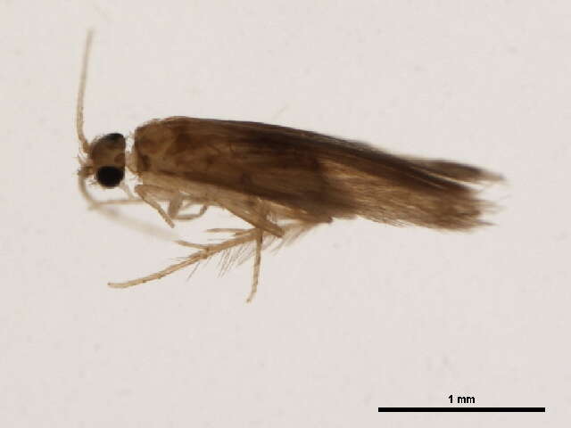 Image of Orthotrichia Cjg