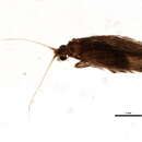 Orthotrichia Cjg resmi