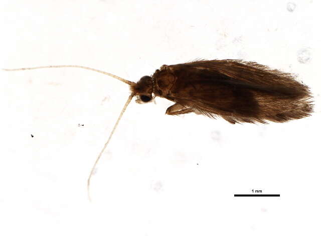 Image of Orthotrichia Cjg