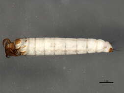 Image of Phryganeoidea