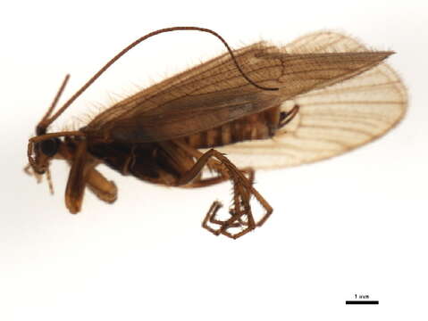 Image of Annitella (Annitella) thuringica (Ulmer 1909)