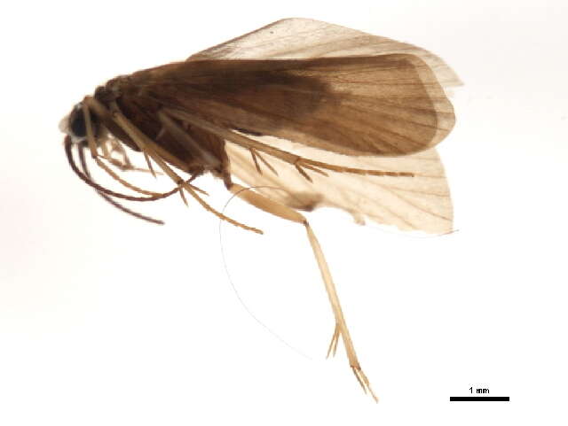 Image of Diplectrona atra McLachlan 1878