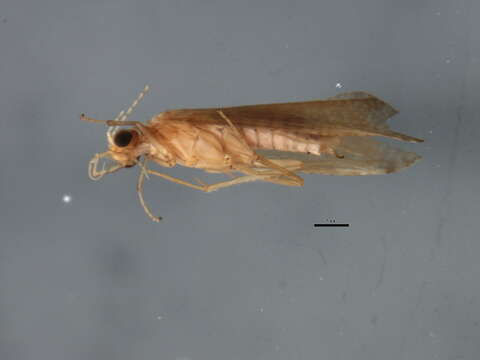 Image of Hydropsyche (Hydropsyche) naumanni Mey 1998