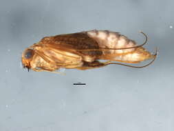 Image of Hydropsyche (Hydropsyche) gemellata Mey 1998