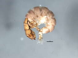 Image of Hydropsyche (Hydropsyche) naumanni Mey 1998