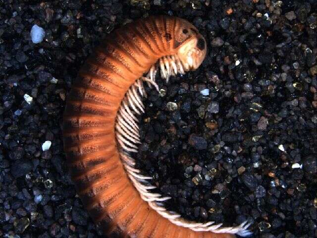 Image of an order of millipedes