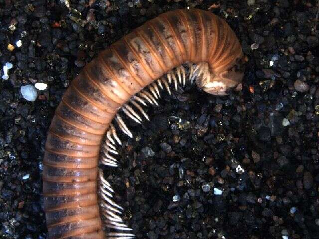 Image of an order of millipedes