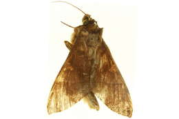 Image of Hapigia simplex Walker 1865