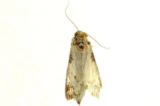 Image of Chadisrochroa arecosa