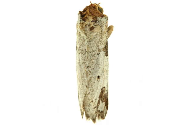 Image of Chadisrochroa arecosa