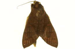 Image of Hapigia simplex Walker 1865