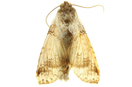 Image of Sericochroa ceruroides