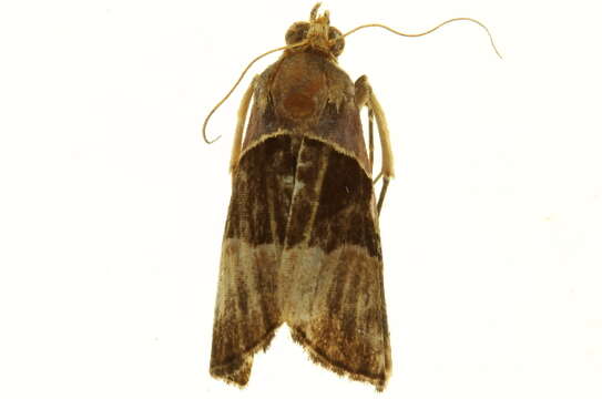 Image of Abacena accincta Felder 1874
