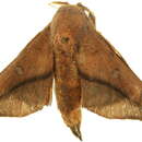 Image of Cicinnus hamata Walker 1855