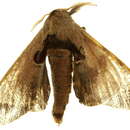 Image of Apatelodes lapitha Druce 1900