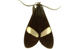 Image of Loxozona lanceolata Walker 1854