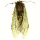 Image of <i>Rosema thalassina</i>