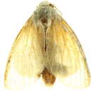 Image of <i>Phasdrera laniferoides</i>