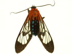 Image of Cosmosoma telephus Walker 1854