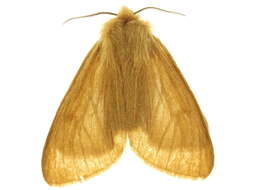 Image of erebid moths