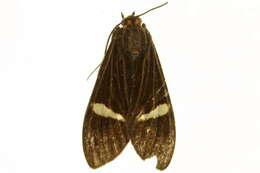 Image de Aclytia pydna Druce 1899