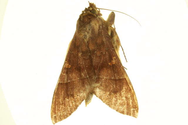 Image of Hapigia simplex Walker 1865