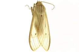 Image of Agaraea semivitrea Rothschild 1909