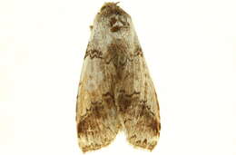Image of Sericochroa ceruroides