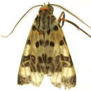 Image of <i>Heliura nigriventris</i>