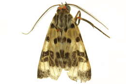 Image of <i>Heliura nigriventris</i>