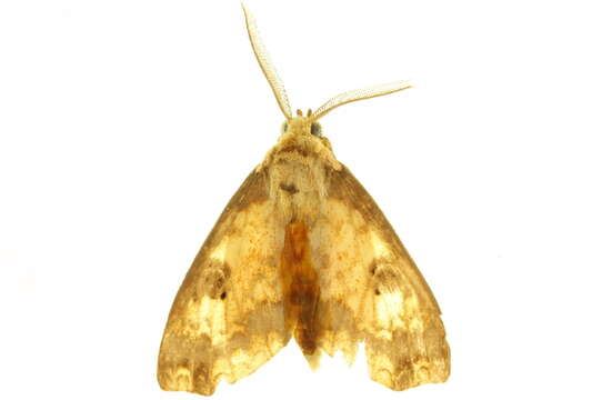 Image of Echeta trinotata Reich 1933