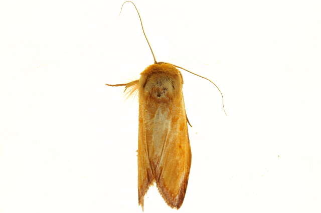 Image of Maschane ochreata Schaus 1906