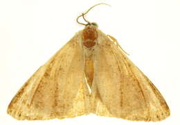 Image of Molybdophora concinnaria Hübner 1818