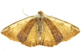 Image of Hemiphricta