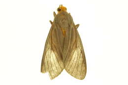 Sivun <i>Pyrrostola simulans</i> kuva