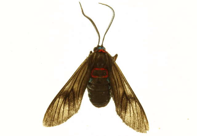 صورة Saurita cassandra Linnaeus 1758